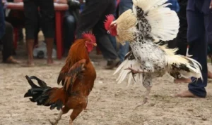 Đá Gà Sabong Nohu90