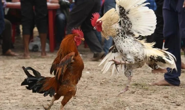 Đá Gà Sabong Nohu90